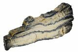 Mammoth Molar Slice With Case - South Carolina #106541-2